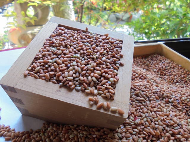 無農薬有機栽培古代米（赤米）
